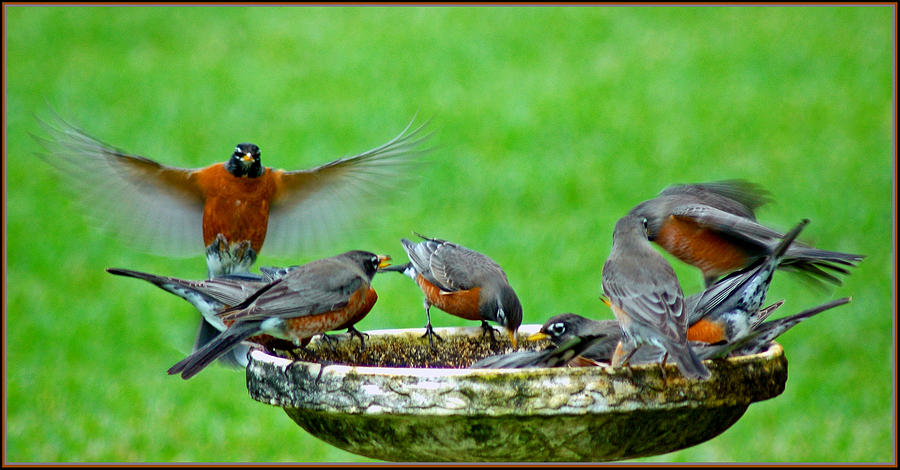 Visiting Robins Photograph by Ginger Wakem