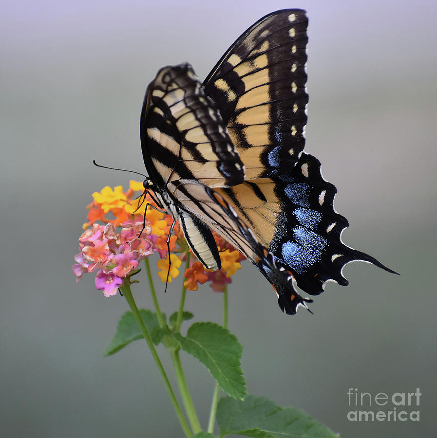 Tree Photograph - Visitor In The Garden by Skip Willits