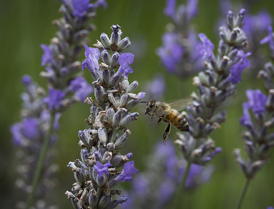 Nature Photograph - Visitor by Morgan Wright