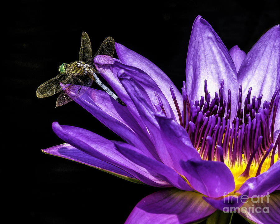 Visitor on the Water Lily Photograph by Nick Zelinsky Jr
