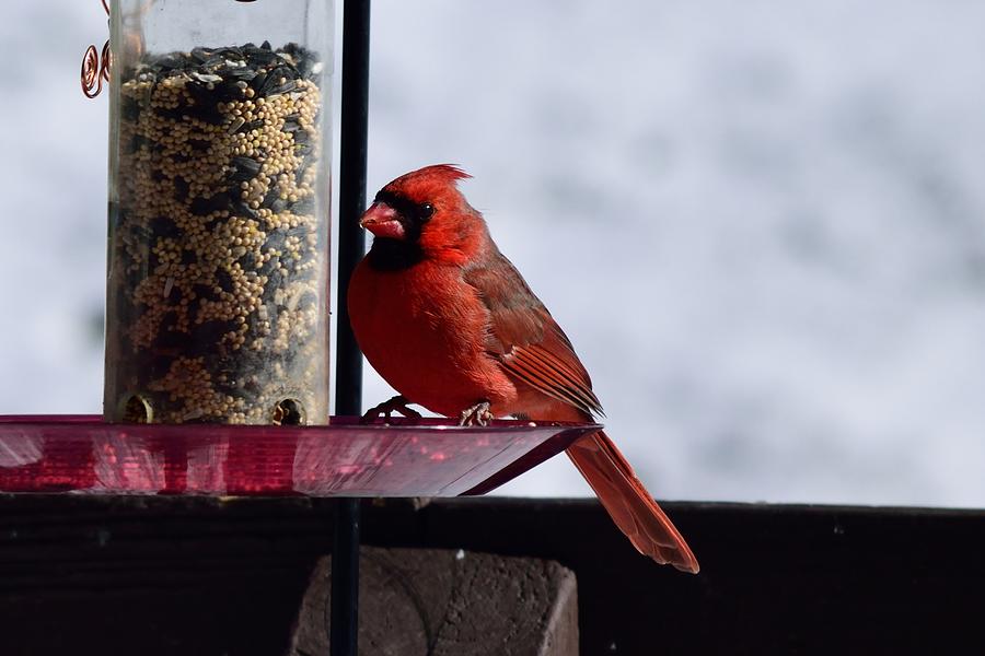 Cardinal Photograph - Visitor by Terri Waselchuk