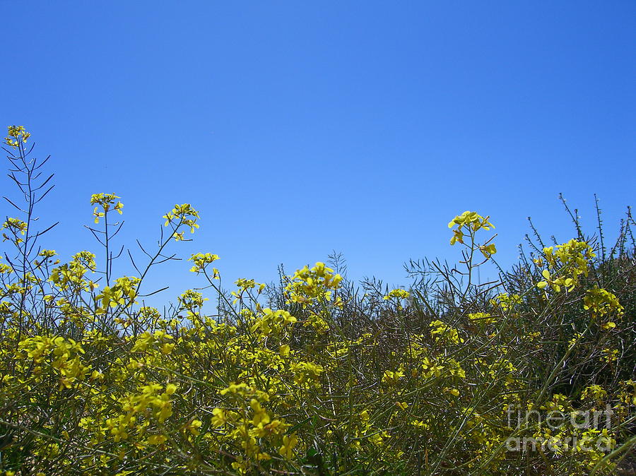 Flowers Photograph - Vista Flores by Jim Thomson Flowers Photograph - Vista Flores by Jim Thomson