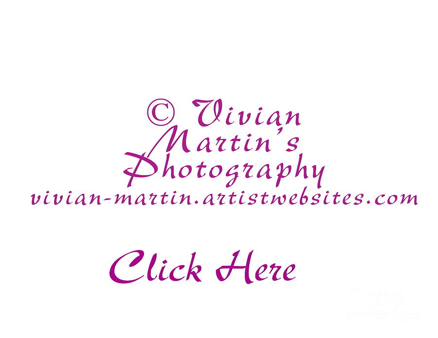 Vivian Martins Photography Photograph by Vivian Martin