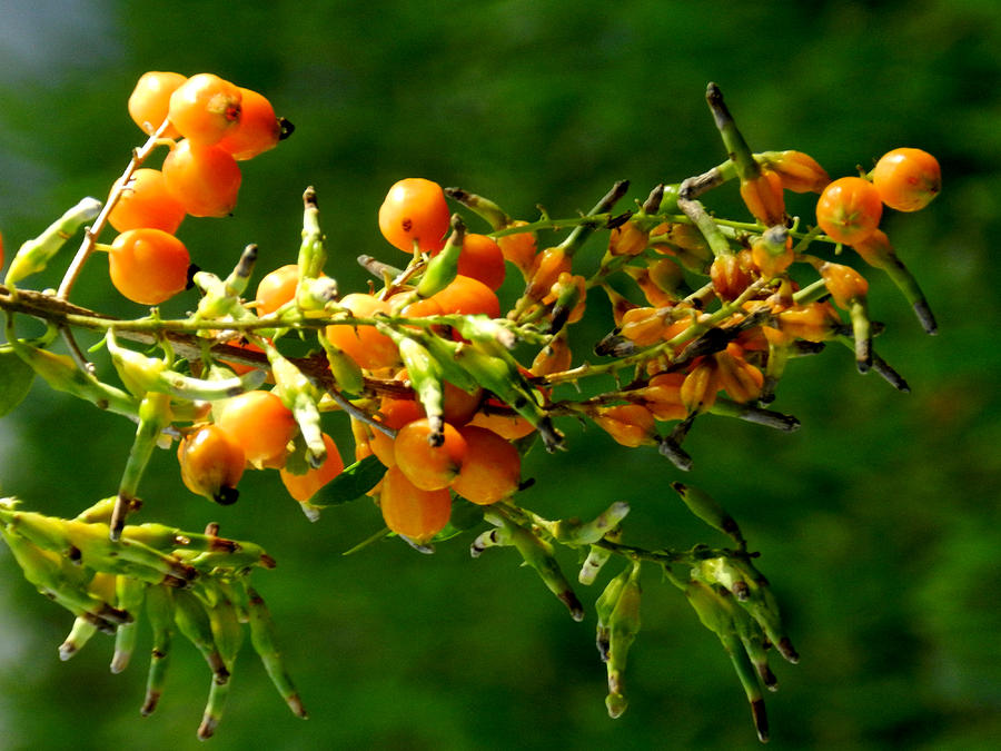 Plant Photograph - Vivid Berries by Grace Dillon Plant Photograph - Vivid Berries by Grace Dillon