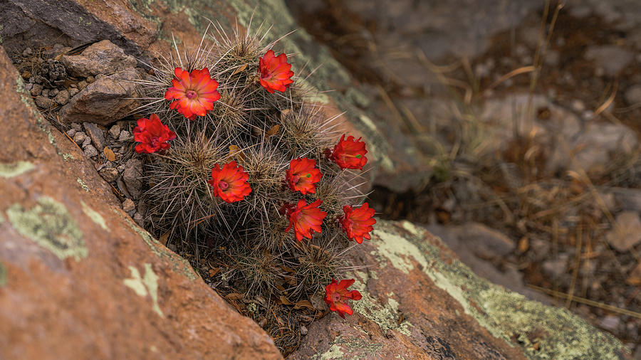 Vivid Cactus Flowers Saguaro National Park Photograph by Lawrence S Richardson Jr