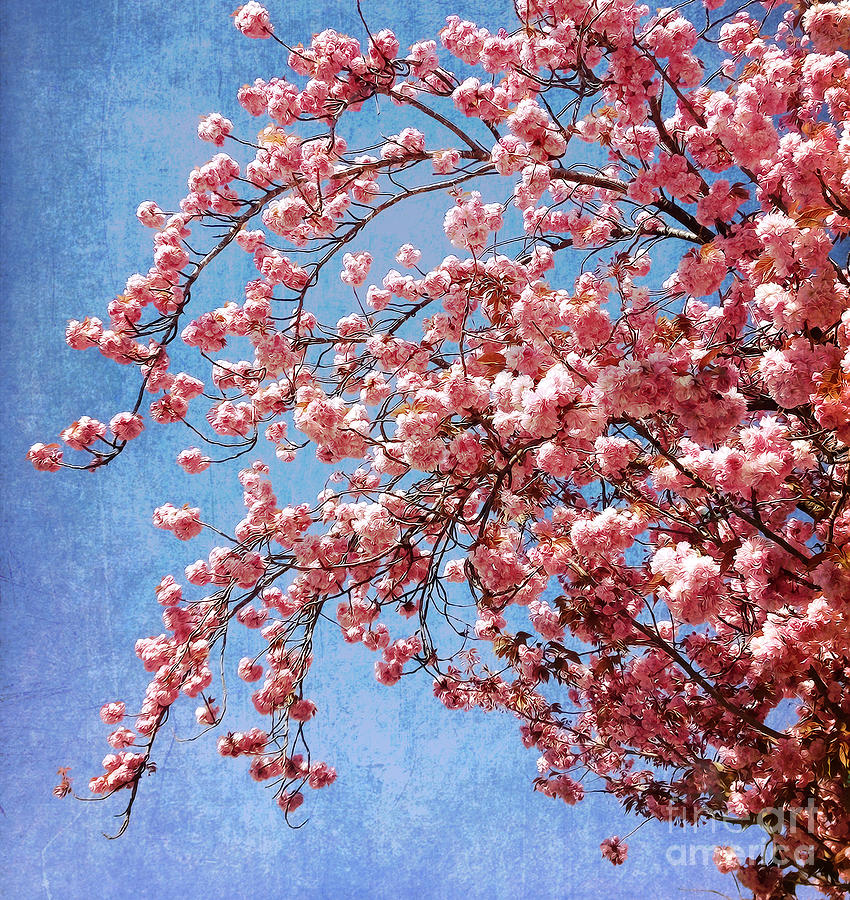 Vivid Cherry Blossoms Photograph by Maria Janicki