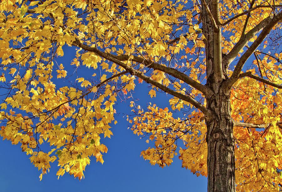 Vivid Color Contrasts of Fall Photograph by Carolyn Derstine