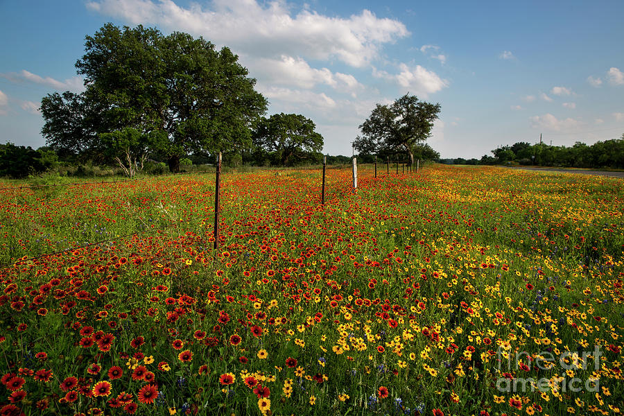 Spring Photograph - Vivid colorful wildflower field next to a barb wire fence and Te by Dan Herron
