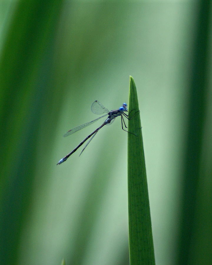 Vivid Dancer Dragonfly Photograph by Ben Upham III