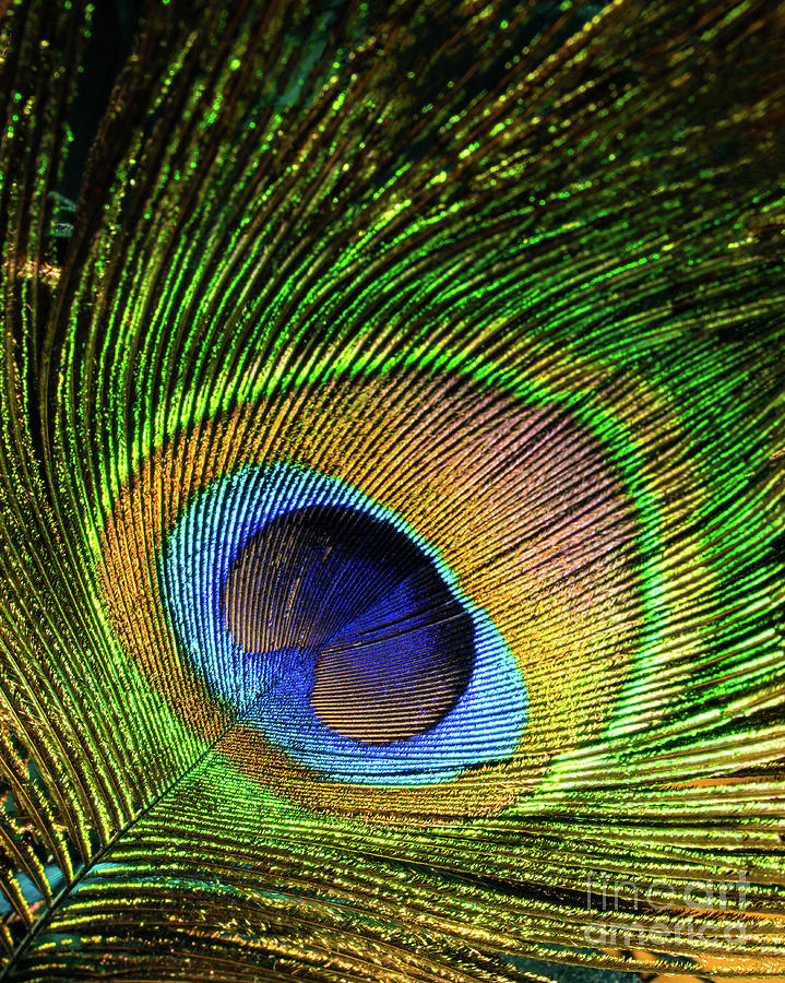 Vivid Feather Photograph by Joe Geraci