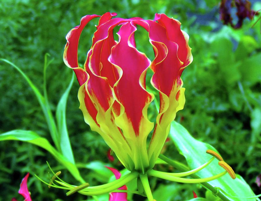 Vivid Gloriosa Lily Photograph by Cynthia Guinn