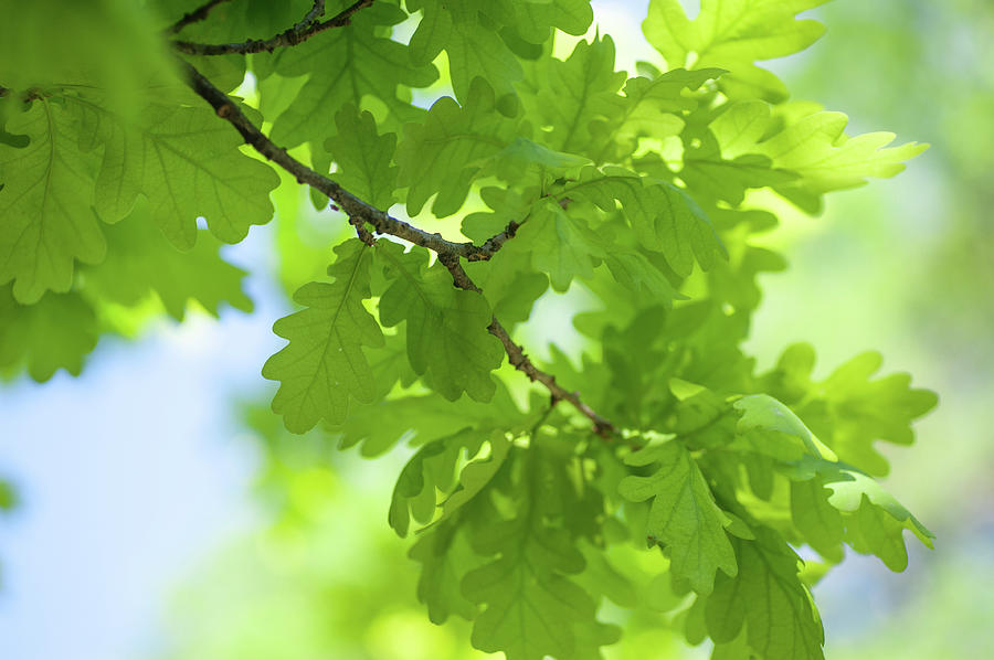 Vivid Greenery of Oak Tree Leaves Photograph by Jenny Rainbow