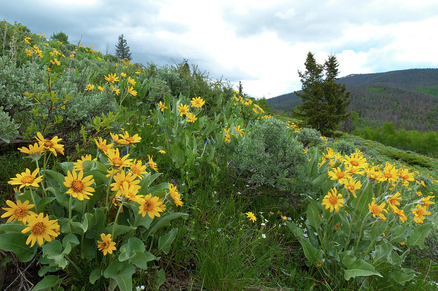 Vivid Greens And Yellows Of The Rockies Photograph