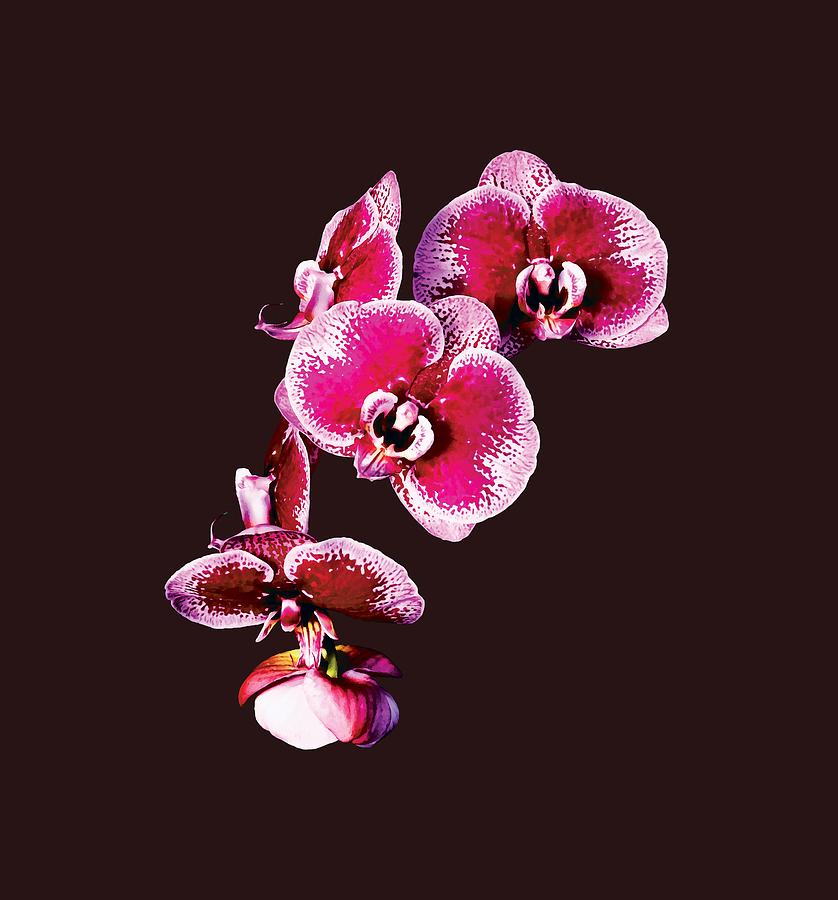 Orchid Photograph - Vivid Maroon Phalaenopsis Orchids by Susan Savad