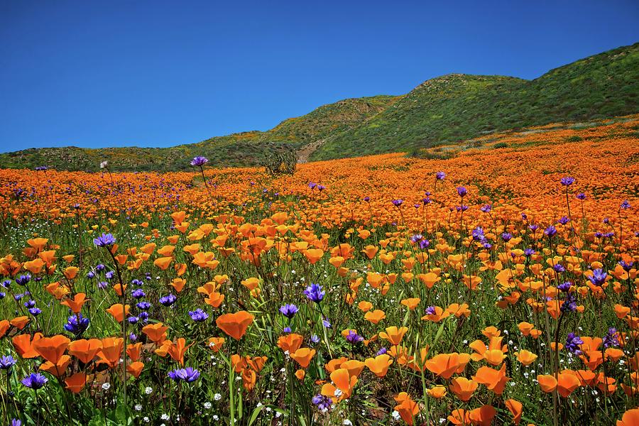 Vivid Memories of the Walker Canyon Superbloom Photograph by Lynn Bauer