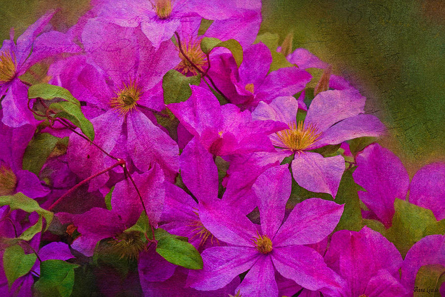 Vivid Pink Clematis Photograph by Anna Louise