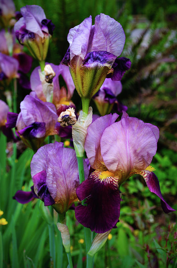 Vivid Purple Iris Beauties Photograph by Tikvahs Hope