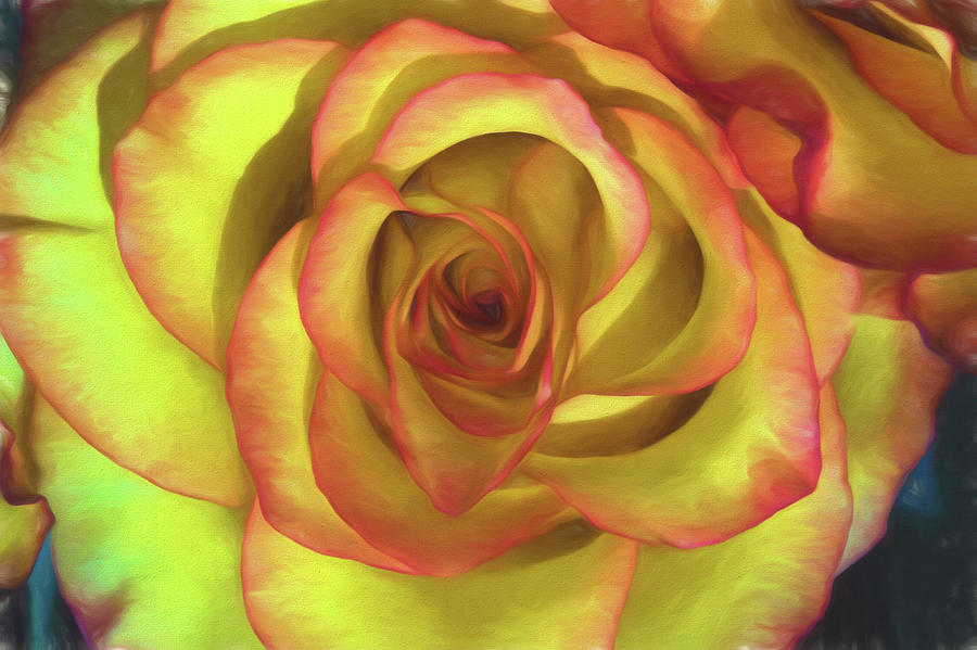Vivid Rose Photograph by John Roach