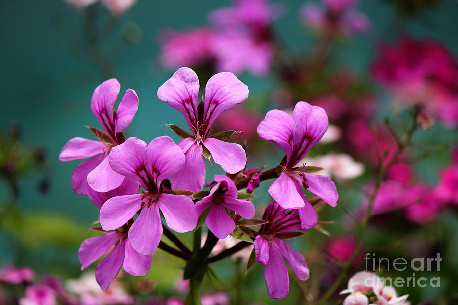 Vivid Spring Colors by Jackie Farnsworth Vivid Spring Colors by Jackie Farnsworth