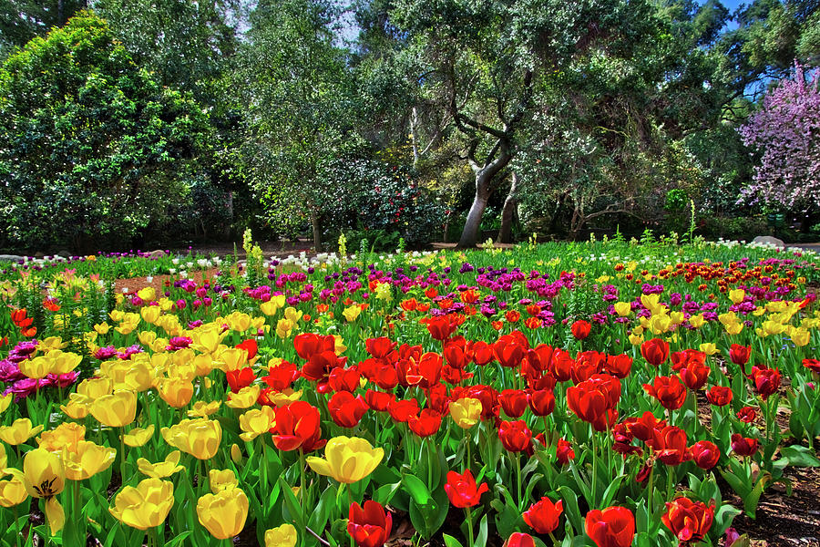 Tulip Photograph - Vivid Spring Tulips by Lynn Bauer
