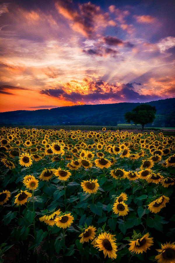 Vivid Sunset Sunflowers Photograph by Mark Rogers