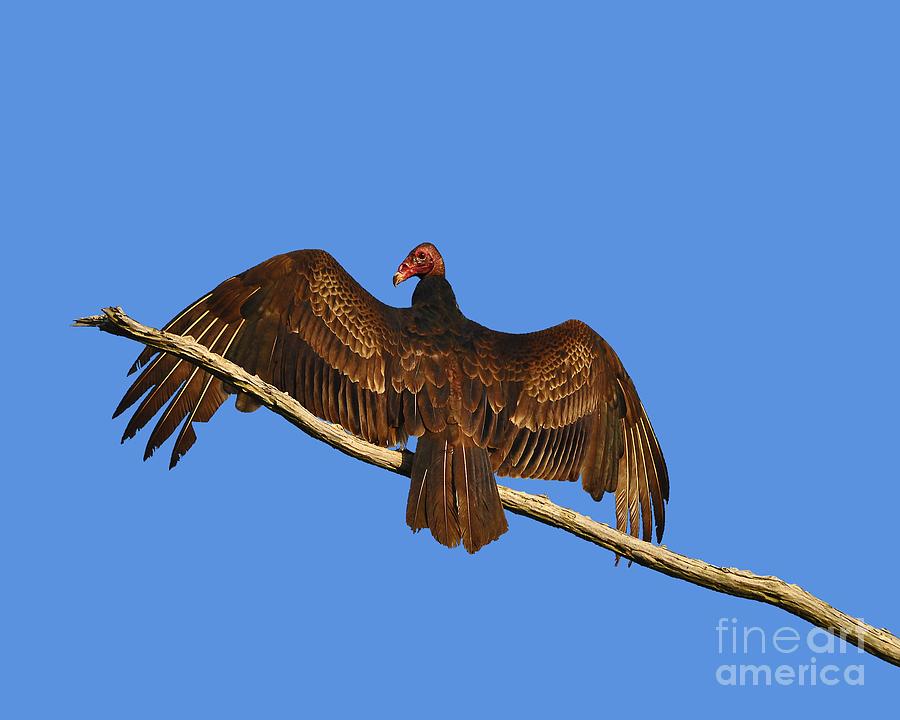 Vulture Photograph - Vivid Vulture .png by Al Powell Photography USA