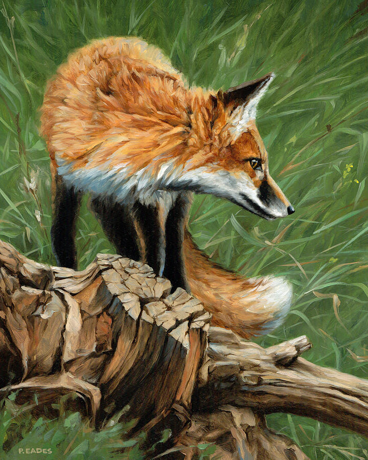 Vixen Painting by Peter Eades | Fine Art America