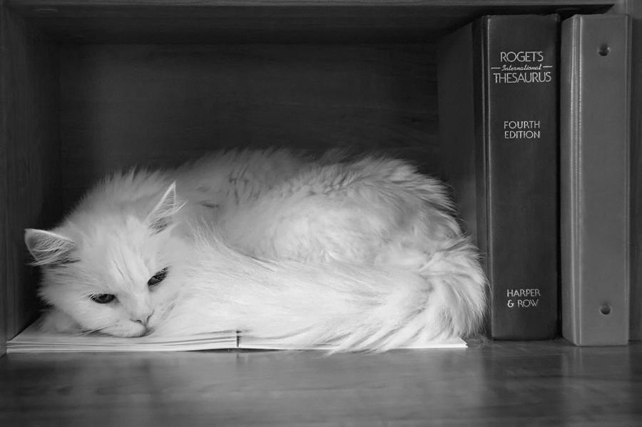 Vocabulary by Osmosis - Cat and Thesaurus Photograph by Mitch Spence