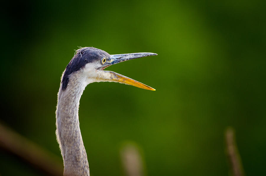 Vocal Heron Photograph by Jeff Phillippi