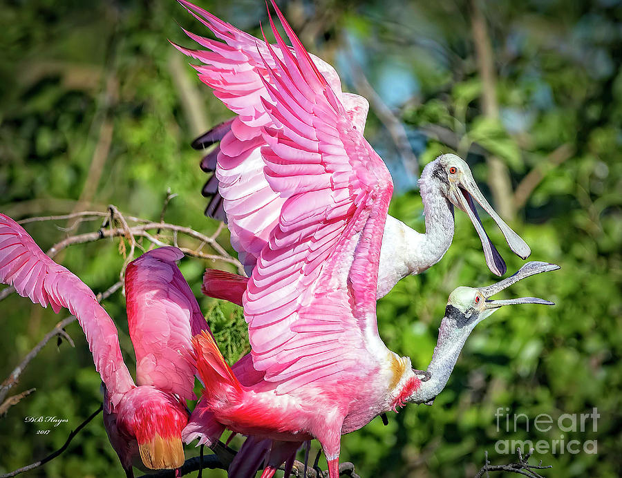 Bird Photograph - Vocal Roseate Spoonbill Mates by DB Hayes
