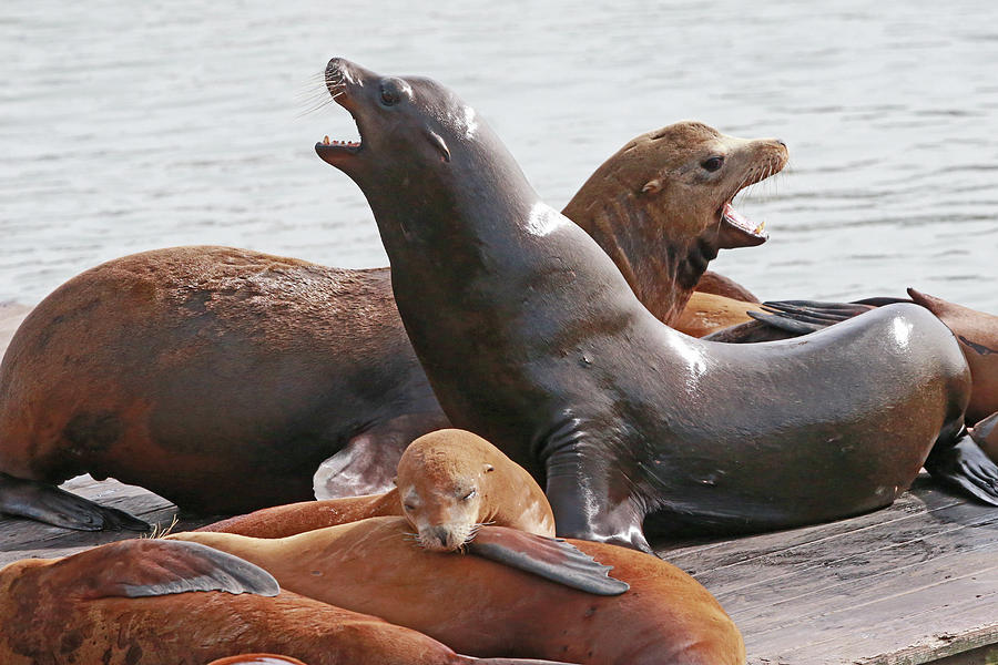 Vocal Sea Lions Photograph by Shoal Hollingsworth