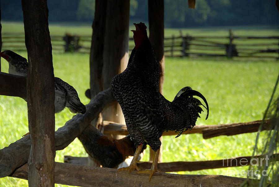 Chicken Photograph - Voice of the Farm by David Lee Thompson