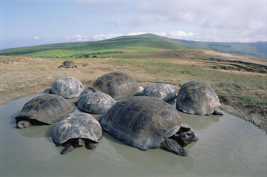 Volcan Alcedo Giant Tortoises Photograph by Tui De Roy