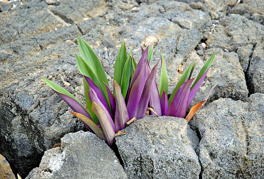 Volcanic Leaves Photograph by Robert Meyers-Lussier