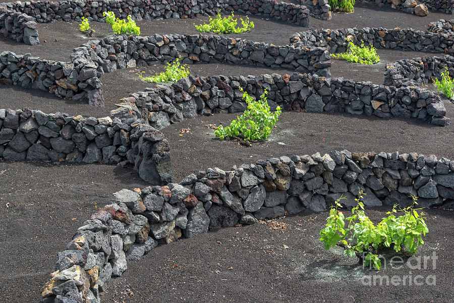 Wine Photograph - Volcanic vineyards in Lanzarote by Delphimages Photo Creations
