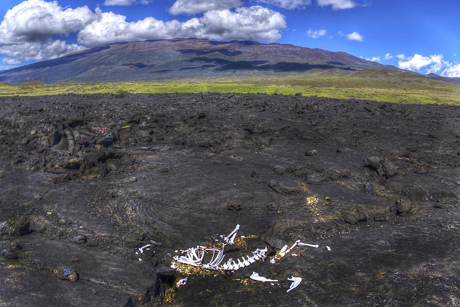 Mauna Kea and Bones Photograph by Joe  Palermo
