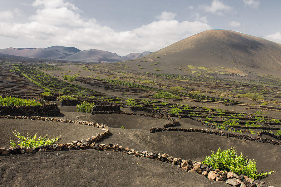 Volcano Vineyard Photograph by Daniel dePasquale - Pixels