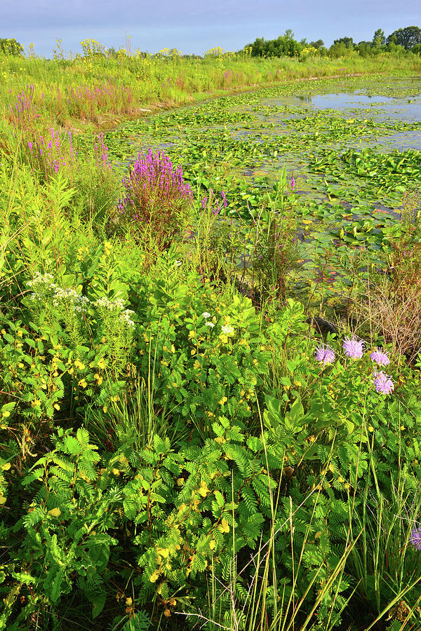 Volo Wetland Wildflowers Photograph by Ray Mathis