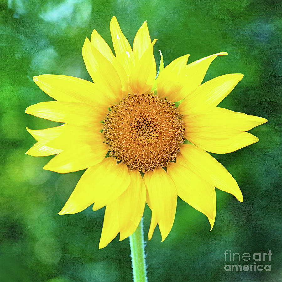 Volunteer Sunflower  Photograph by Anita Pollak