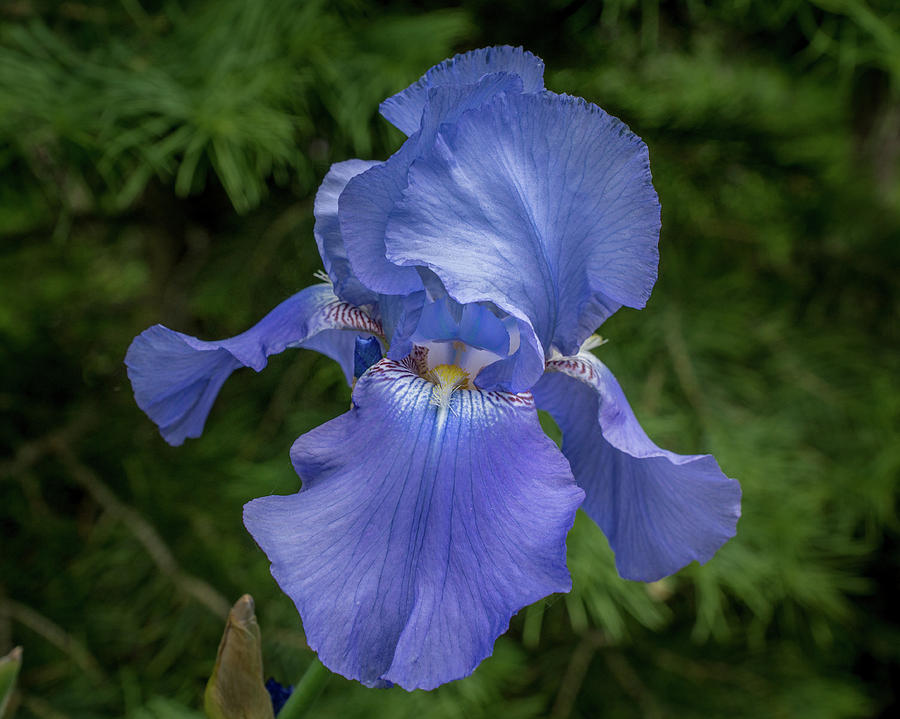 Voluptuous Iris Photograph by Bill Pevlor