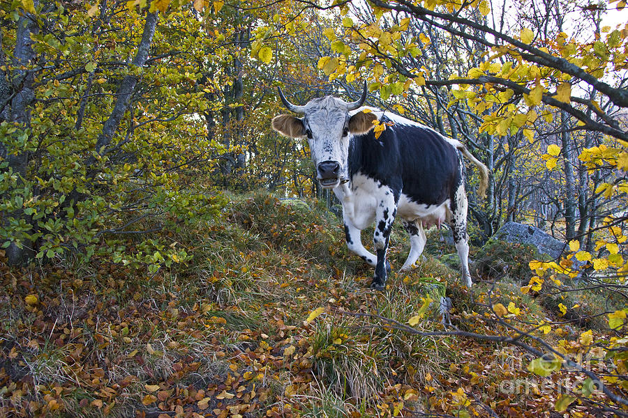 Vosges Cow In A Beech Forest Photograph by Jean-Louis Klein & Marie-Luce Hubert