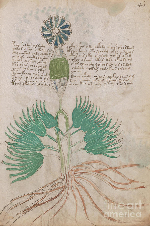 Voynich flora 16 Drawing by Rick Bures