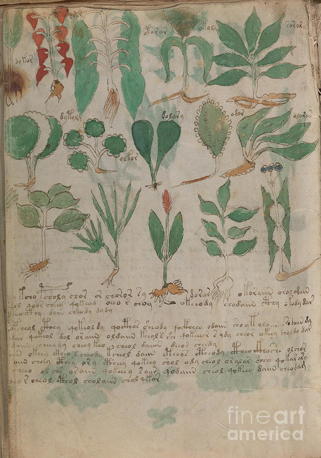 Voynich flora pharma 12 Drawing by Rick Bures