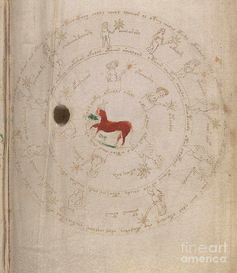 Voynich Manuscript Astro Taurus1 Drawing by Rick Bures