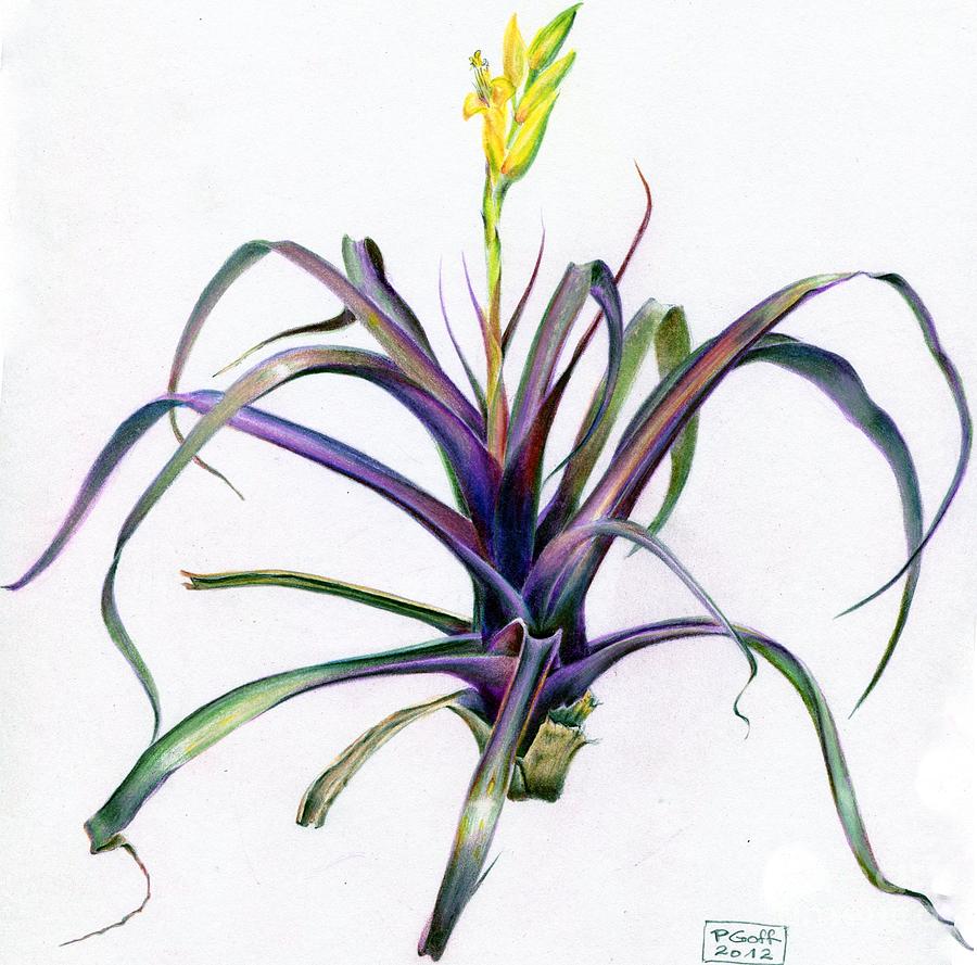 Vriesea bleheri by Penrith Goff Vriesea bleheri by Penrith Goff