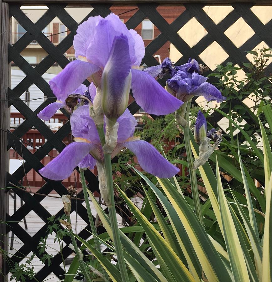 Vuloptous Iris Blooming Painting by Kenlynn Schroeder
