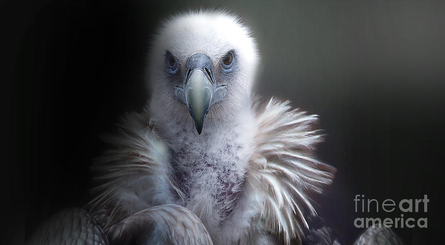 Vulture 2 Photograph by Christine Sponchia
