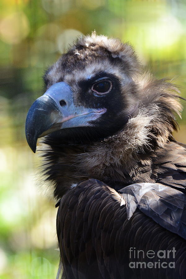 Vulture 2619 Photograph by Ken DePue