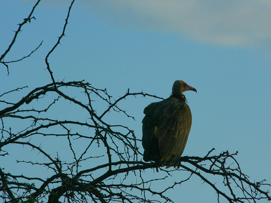 Vulture Against the African Sky Photograph by Karen Zuk Rosenblatt