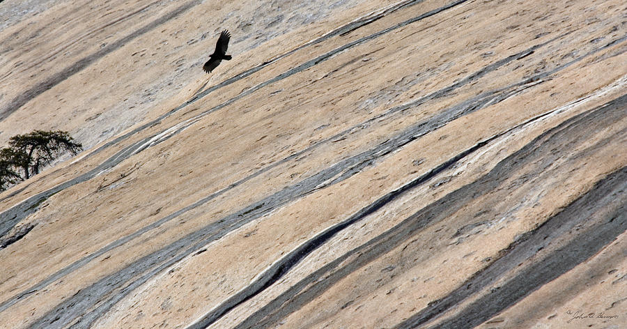 Vulture at Stone Mountain  North Carolina Photograph by John Harmon